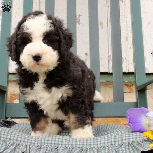 Cora, Bernedoodle Puppy